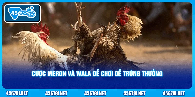 Cược Meron và Wala dễ chơi dễ trúng thưởng