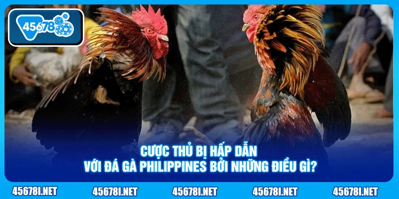 Cược thủ bị hấp dẫn với đá gà Philippines bởi những điều gì?