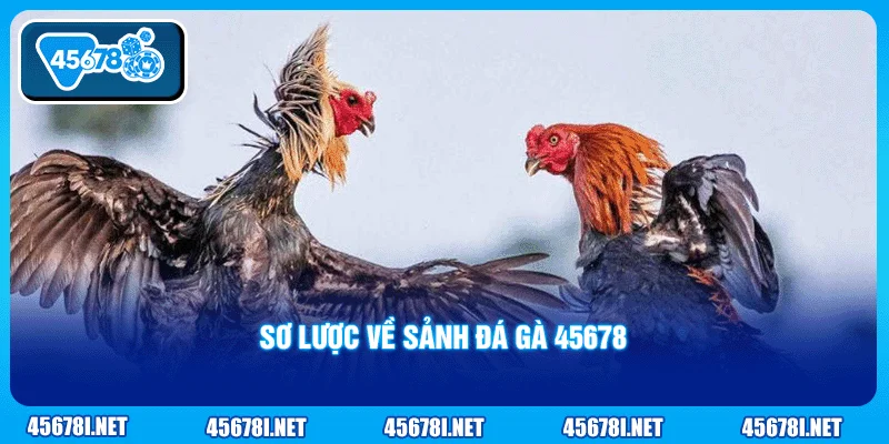 Sơ lược về sảnh đá gà 45678